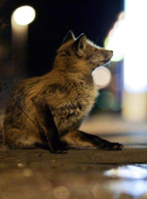 Wenn sich Fuchs und Hase im Gute Nacht sagen