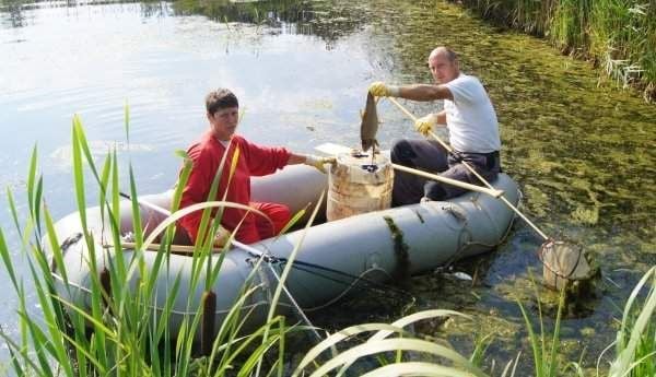 Tote Fische werden aus dem Teich geholt
