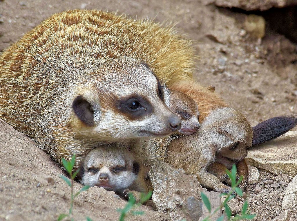 Der Erdmännchen-Nachwuchs im Zoo Aschersleben