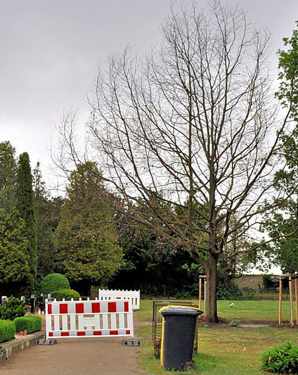 Laub trug die Eiche dieses Jahr nicht mehr. Der Weg  war lange gesperrt.