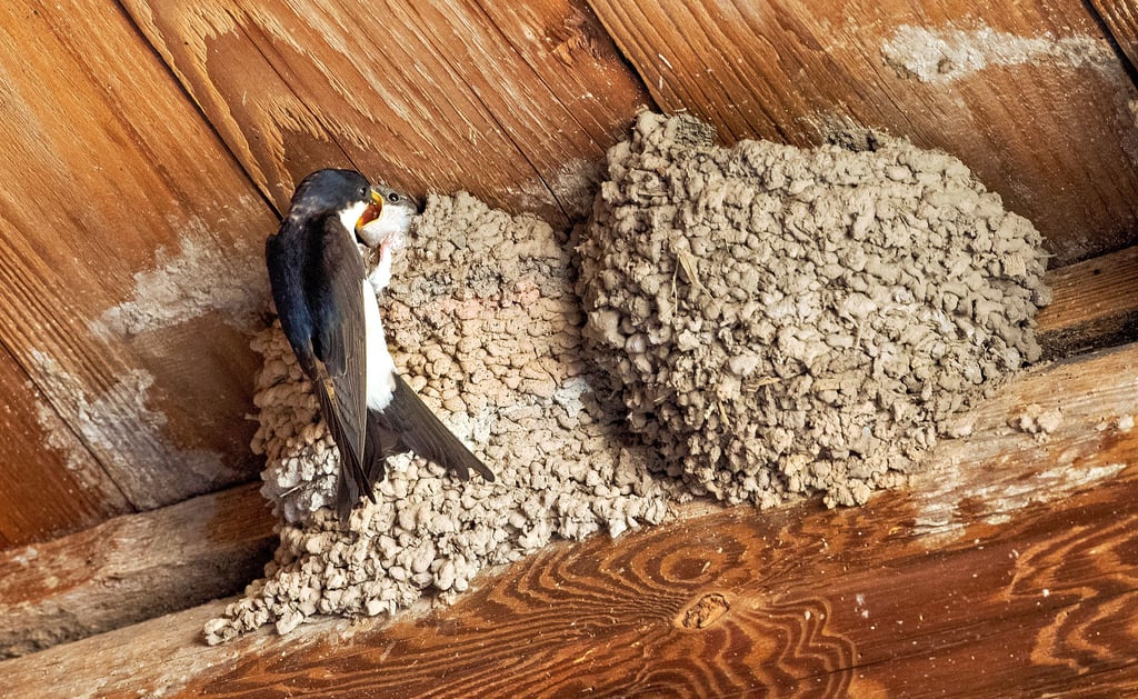 In diesem Jahr zogen die ersten beiden Schwalbenpärchen Anfang April bei Fischers ein.