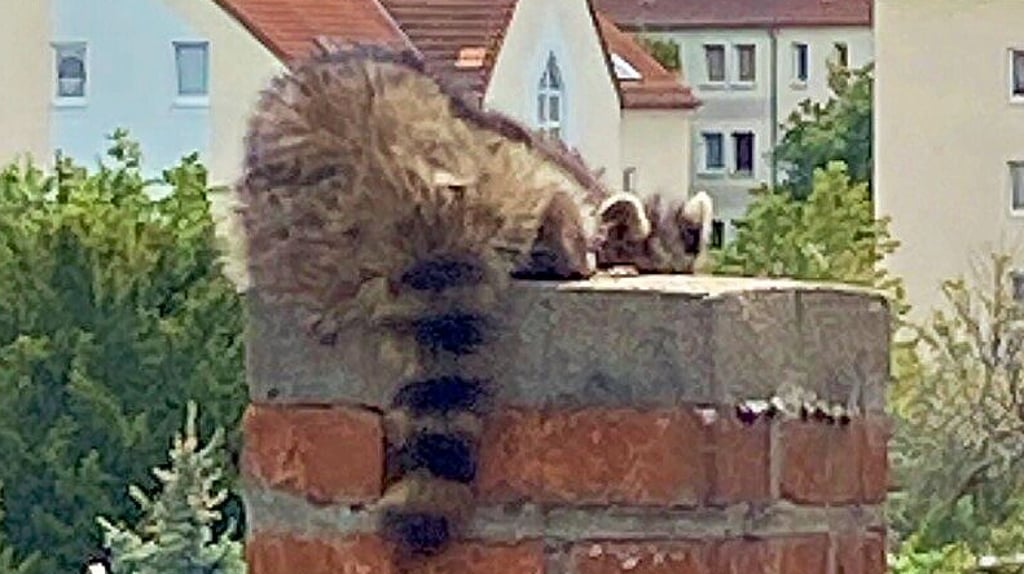 Ein Waschbär klettert in einen Schornstein an der Wilhelm-Hellge-Straße. Dort ist er nicht willkommen.