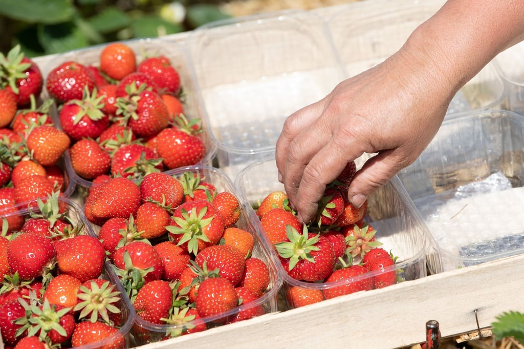 Ein Erntehelferin legt gepflückte Erdbeeren in Plastikschalen.