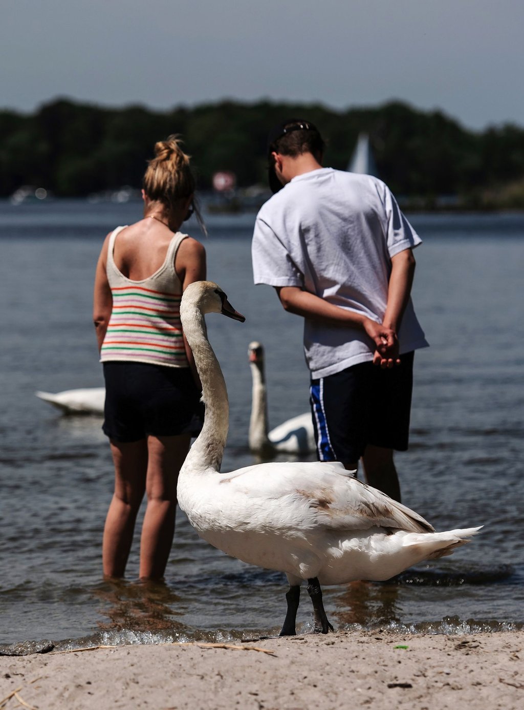 Eine Frau und ein Mann stehen bei sommerlich warmem Wetter in der Havel, während hinter ihnen ein Schwan an Land steht.