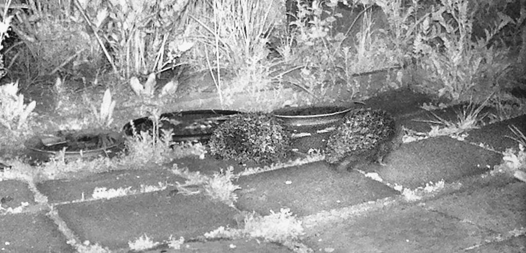 Igel schreiten indes fleißig zum Buffet. Was sie übrig lassen, mögen Waschbären gern.