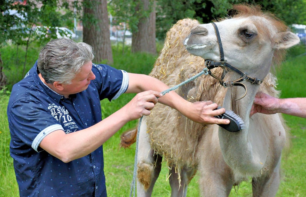 Renaldo Weisheit kämmt das Kamel Dschingis. Er plant Zirkusvorstellungen in Salzwedel.