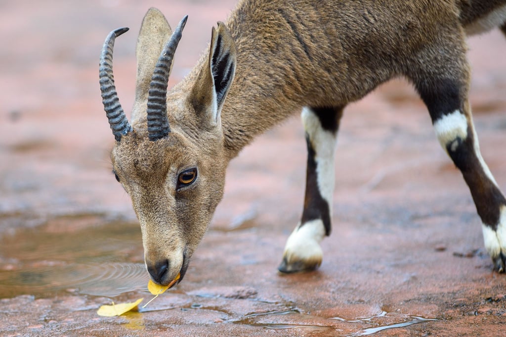Ein Nubischer Steinbock frisst im Magdeburger Zoo ein verfärbtes Blatt.