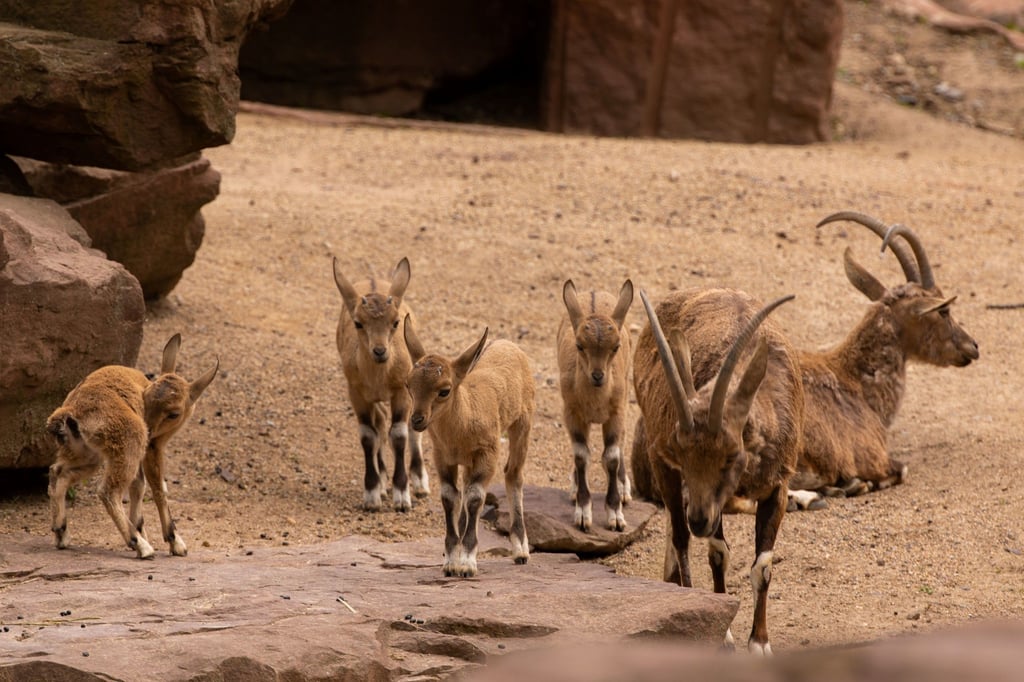 Eins, zwei, drei, vier - einer fehlt: Insgesamt fünf Nubische Steinböcke wurden kürzlich im Zoo Magdeburg geboren.