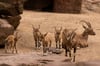Eins, zwei, drei, vier - einer fehlt: Insgesamt fünf Nubische Steinböcke wurden kürzlich im Zoo Magdeburg geboren. 