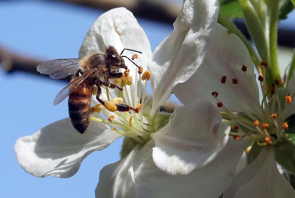 Eine Honigbiene sitzt auf der Blüte eines Apfelbaums.