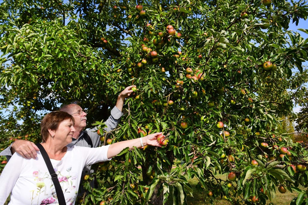 Foto: Uli Lücke-- Äpfel zum Selberpflücken finden derzeit ihre Liebhaber auf der Streuobstwiese im Magdeburger Elbauenpark. Diese hier an einem übervollen Baum fand das Ehepaar Brugger aus Bayern beim Rundgang durch den Park.