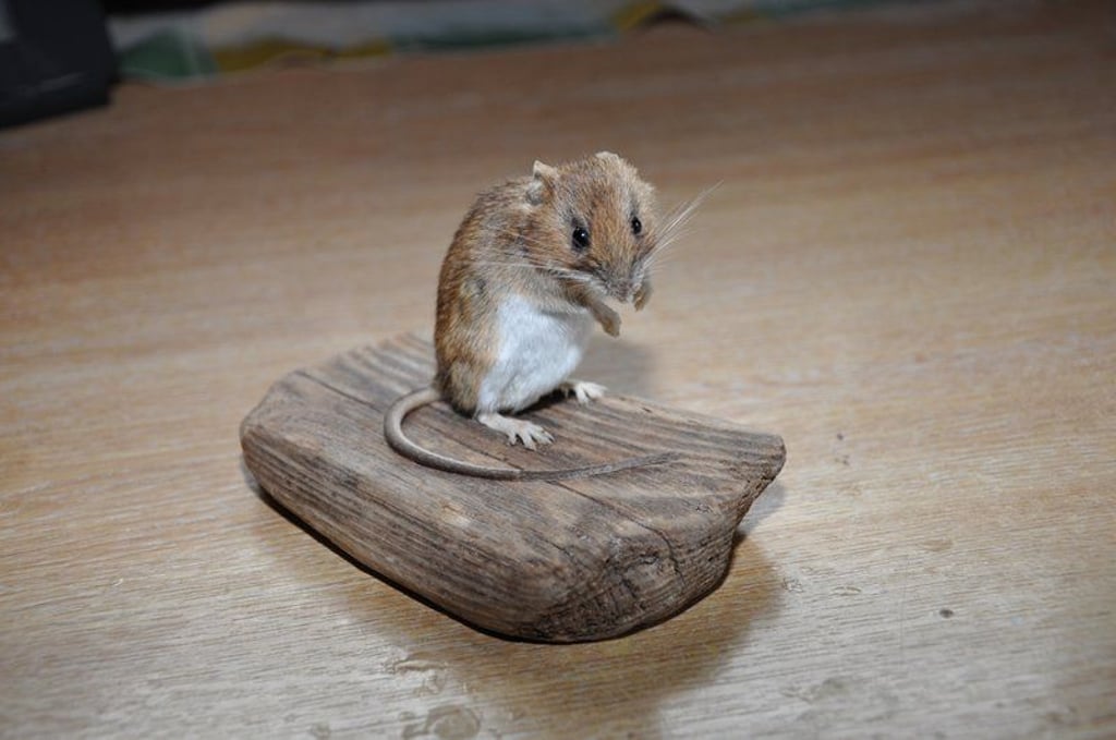Jan Kühnapfel hat sich als Tierpräparator in Garz selbständig gemacht.