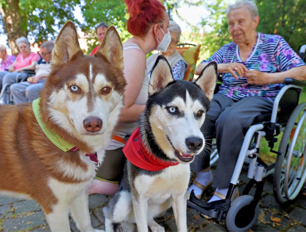 Die Huskys Akiro und Ari (von links) sorgen im Alltag von Senioren wie Hannelore Obirei (rechts) für Abwechslung.