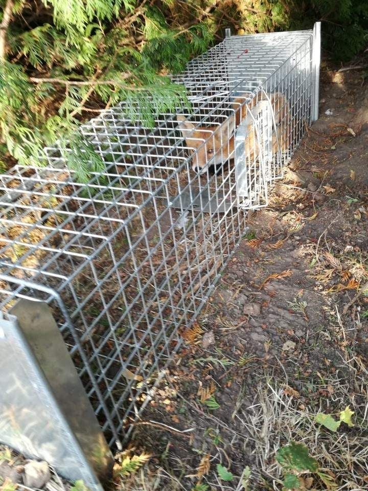 Aufregung um Fuchs in der Falle