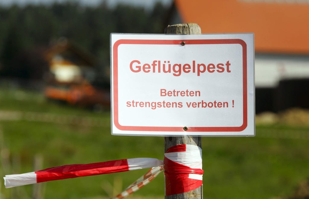 ARCHIV - 14.09.2007, Bayern, Simbach: Ein Schild mit der Aufschrift «Geflügelpest - Betreten strengstens verboten!» steht an der Zufahrt zu einem Geflügelzuchthof. Durch Zugvögel könnte sich die Seuche weiter ausbreiten. Foto: Matthias Schrader/dpa +++ dpa-Bildfunk +++