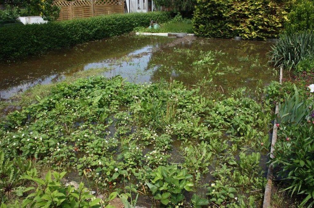 calbe hochwasser