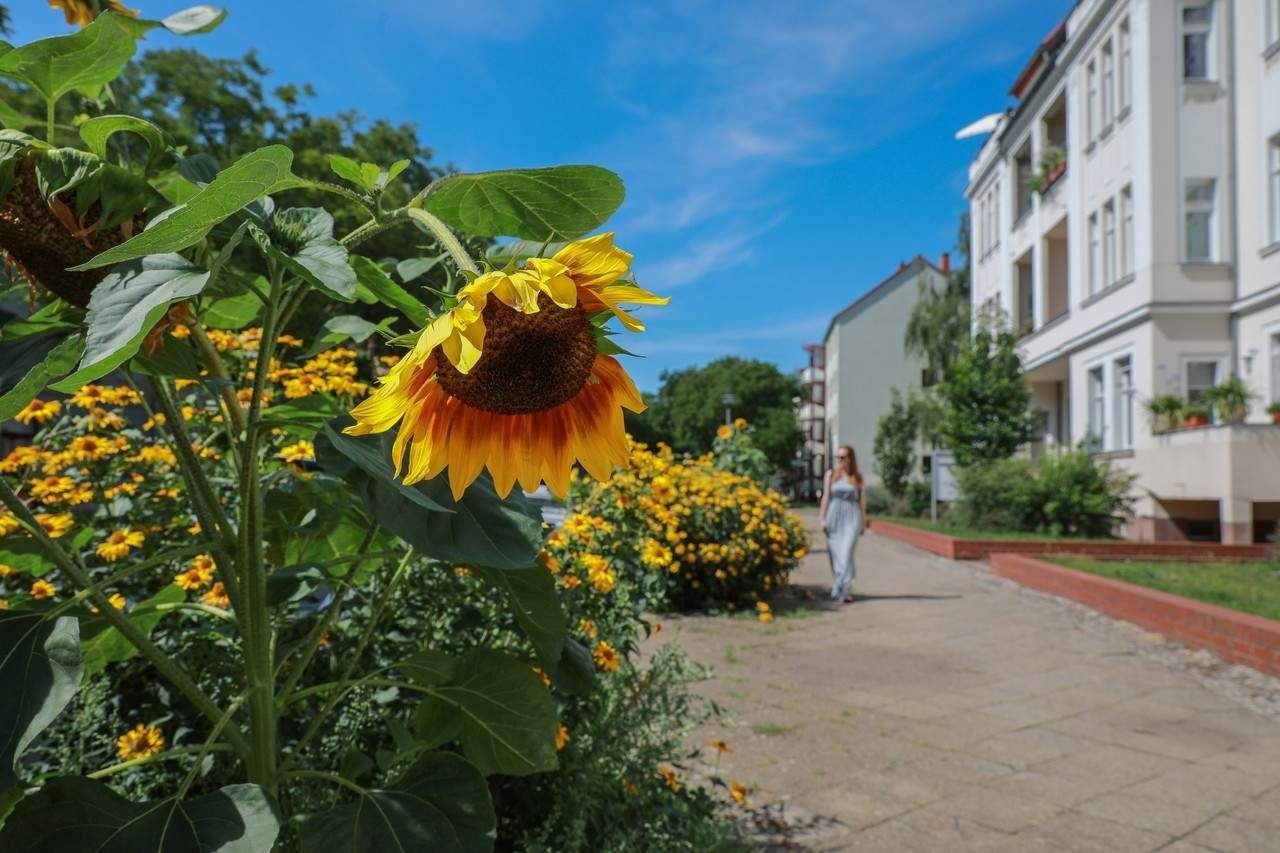 Projekt für mehr FlowerPower in Magdeburg