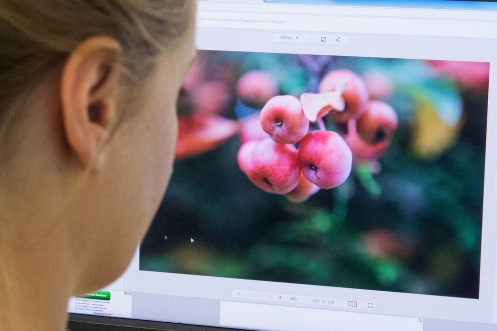 Acht Programme zum Bearbeiten von Fotos wurden getestet - einige sind im Abo erhältlich, andere werden gekauft.