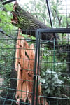 Sturm verwüstet Magdeburger Zoo