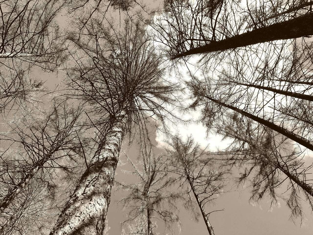 Das Flüstern der toten Bäume im Harz