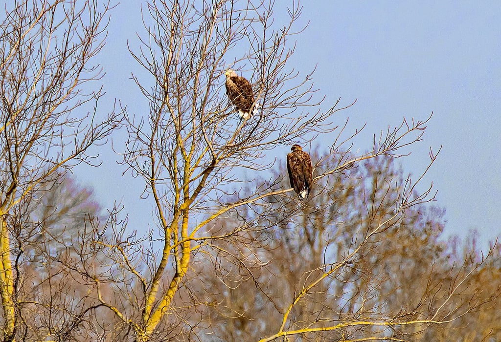 Wie wichtig das Naturschutzgebiet ist, lässt sich unter anderem daran erkennen, dass dort sogar Seeadler leben.