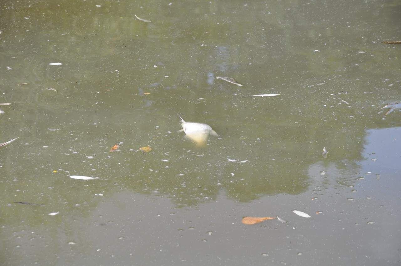 FischSterben im Torteich