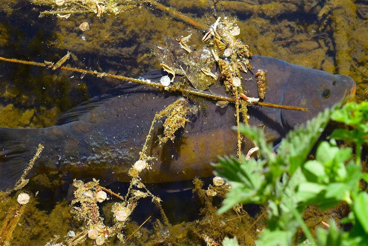 Rätselhaftes Karpfensterben in Elbingerode
