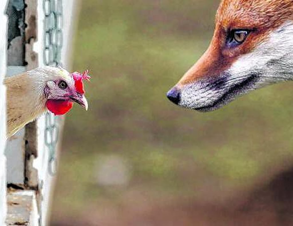 Ein Bild mit Symbolcharakter. Es zeigt den Appetit von Reineke Fuchs auf das Huhn. Ihm läuft förmlich das Wasser im Maul zusammen.
