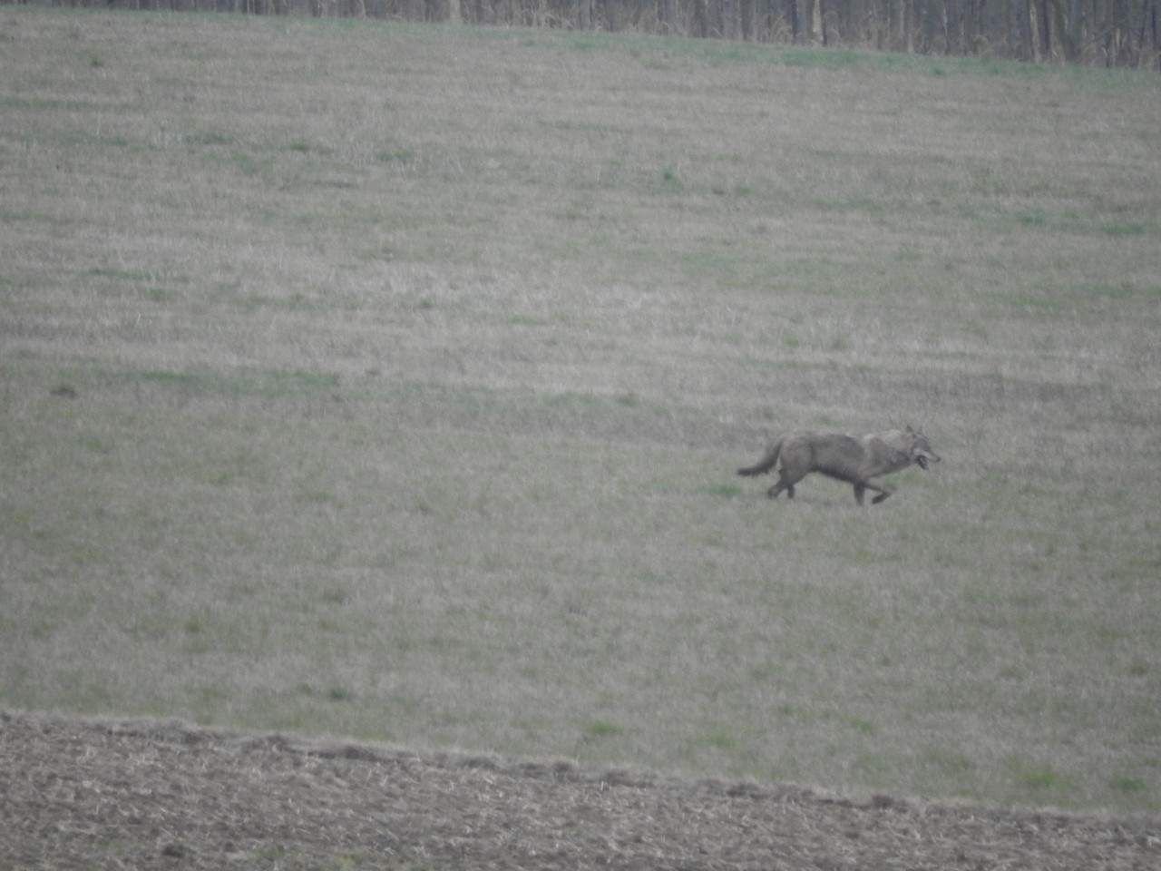 Wolf streift durch Gersdorf
