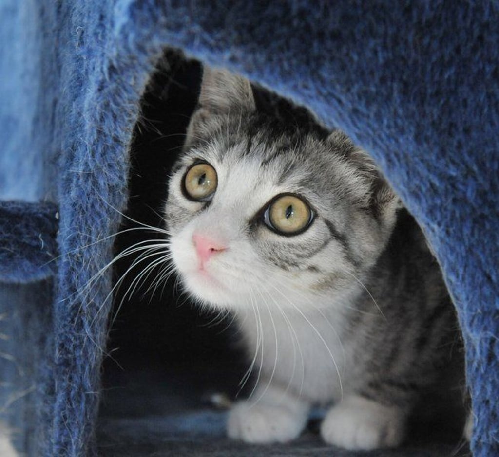 In der Tierpension von Sabine Eisentraut in Mennewitz bei Schlöben nahe Jena schaut eine Hauskatze am 22.08.2012 aus einem Katzenhaus. Immer mehr Thüringer geben die Betreuung ihrer tierischen Freunde in die Hände von sogenannten Tiersittern. Tierbetreuung wächst sehr stark: 3500 Menschen aus dem Freistaat sind als Tierbetreuer registriert. Foto: Martin Schutt dpa/lth (zu Korr.-Bericht lth vom 26.08.2012) +++(c) dpa - Bildfunk+++