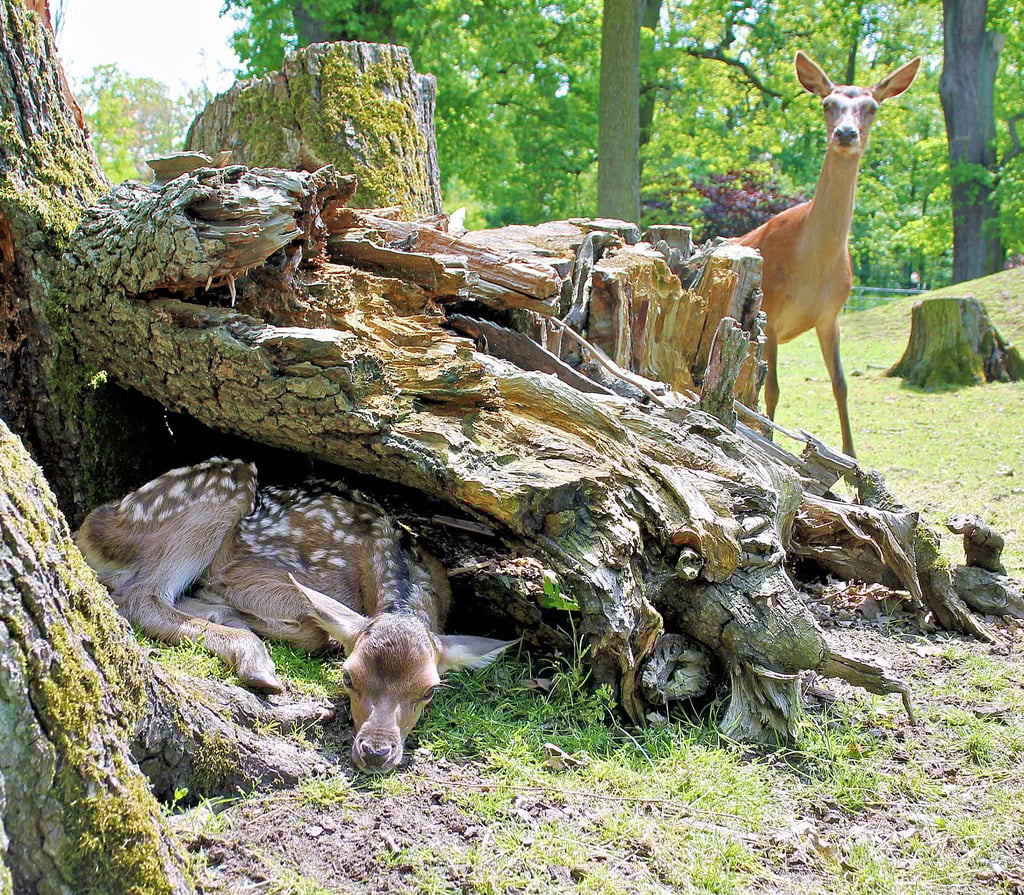 Der jüngste Zuwachs im Wildpark Weißewarte: Ein Rotwild-Kalb in seinem Versteck. Die Mutter schaut wachsam um die Ecke.