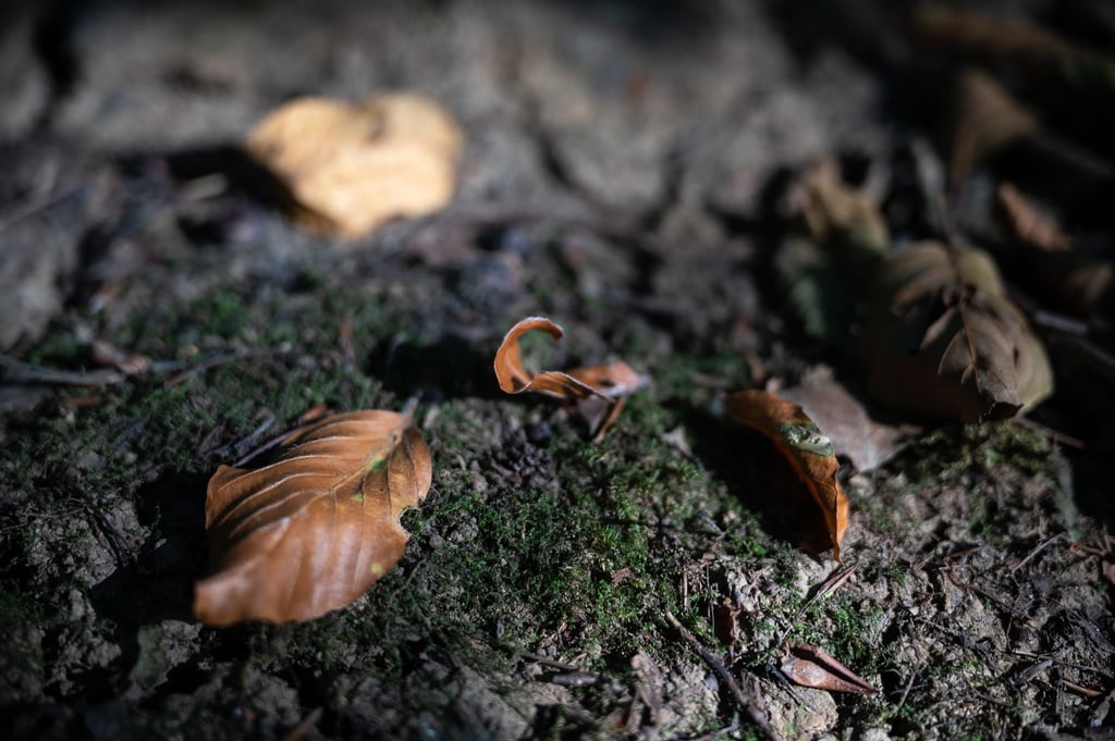 Vertrocknete Blätter liegen auf einem Waldboden, der von Rissen durchzogen ist.