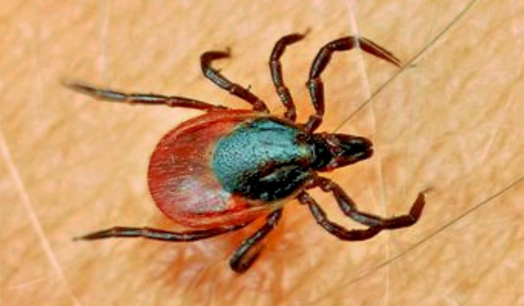 Zeckenlarven sind nur einen halben Millimeter groß. Saugen Zecken Blut, erreichen sie fast einen Zentimeter.