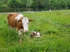 Eine Kuh mit ihrem Kalb auf einer Weide.