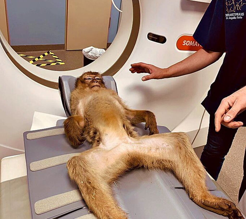 „Elli“ bei der Untersuchung in der Köthener Helios-Klinik