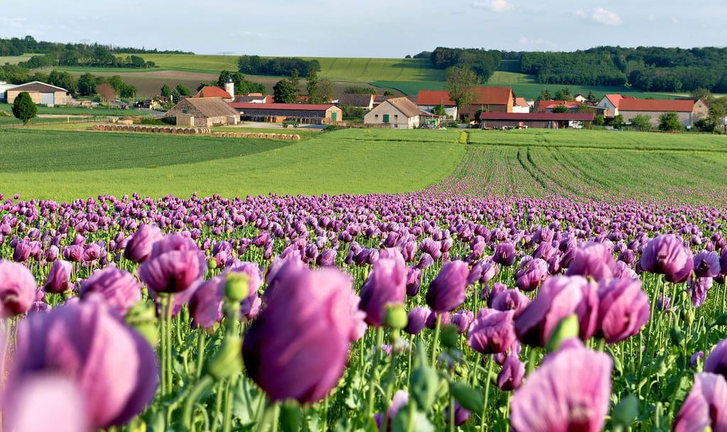 Ein Meer in Lila: Das Blaumohn-Feld des Landwirtschaftbetriebes Kögel blüht derzeit.
