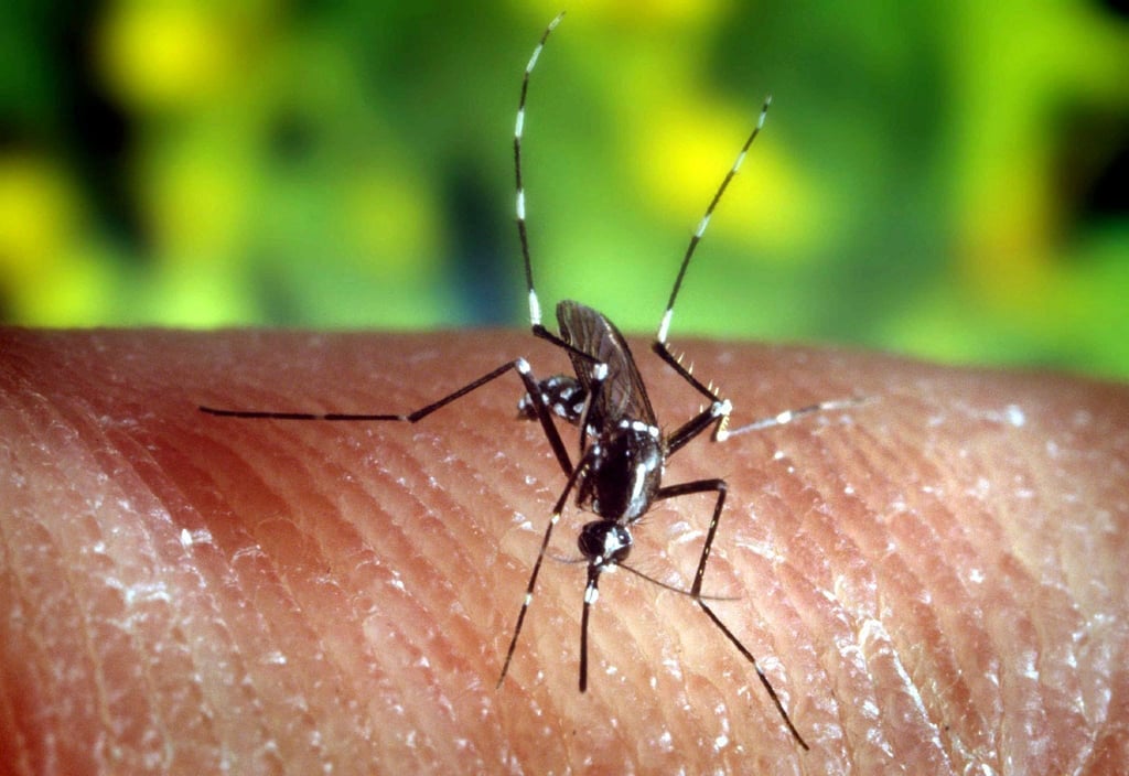 Die Erderwärmung begünstigt auch in Deutschland die Übertragung von gefährlichen Erregern wie dem Zika-Virus durch Mücken.