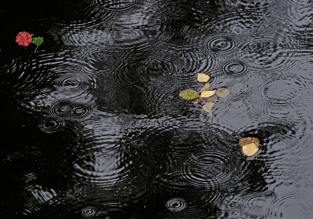 Regentropfen erzeugen Ringe auf einer Wasseroberfläche.