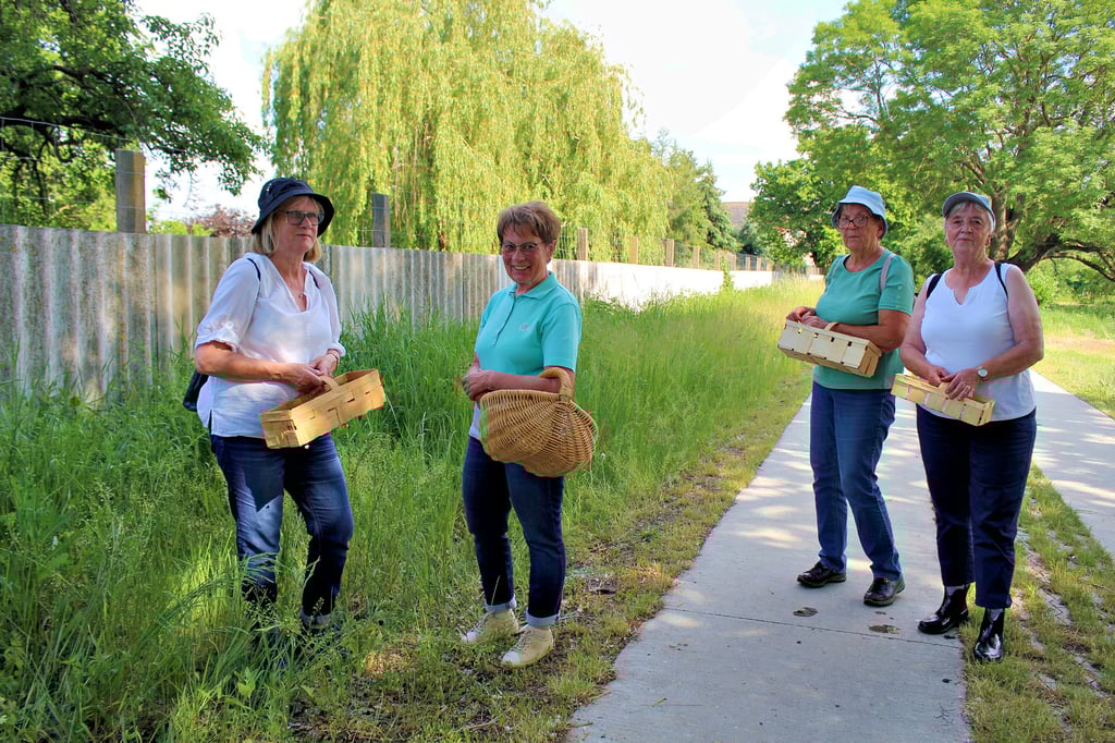 Die Zerbster Frauen hatten Körbchen mitgebracht, um einige Kräuter von der Wanderung mit nach Hause zu nehmen.