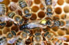 Eine Königin sitzt umringt von Honigbienen ihres Staates auf einer Wabe.