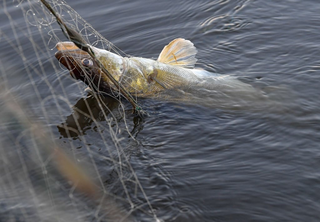 Ein Zander zappelt im Netz.