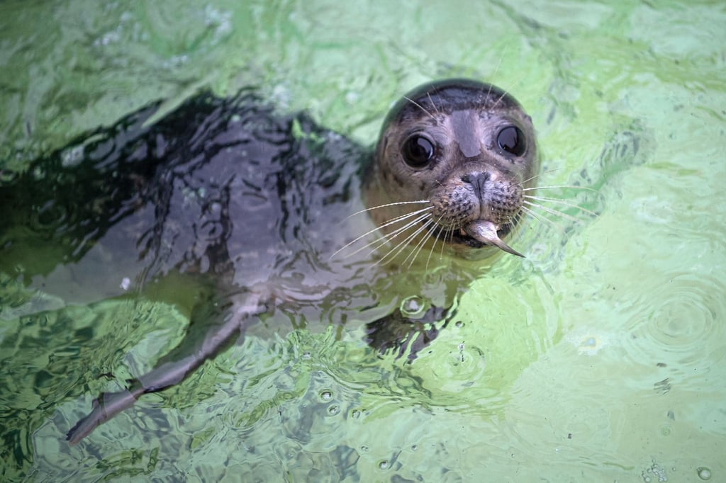 Ein junger Seehund schwimmt im Wasser.