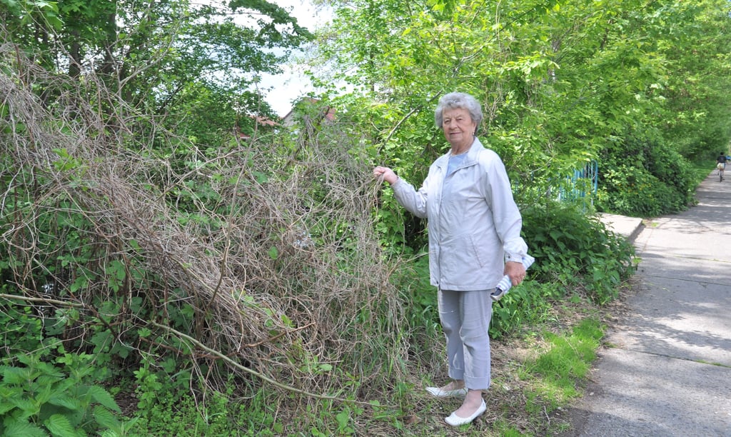 Maria Beck zeigt die Stellen am Mühlengraben, an denen die Holunderbüsche stets reichlich Blüten und Früchte trugen. Sie findet viel totes Holz vor.
