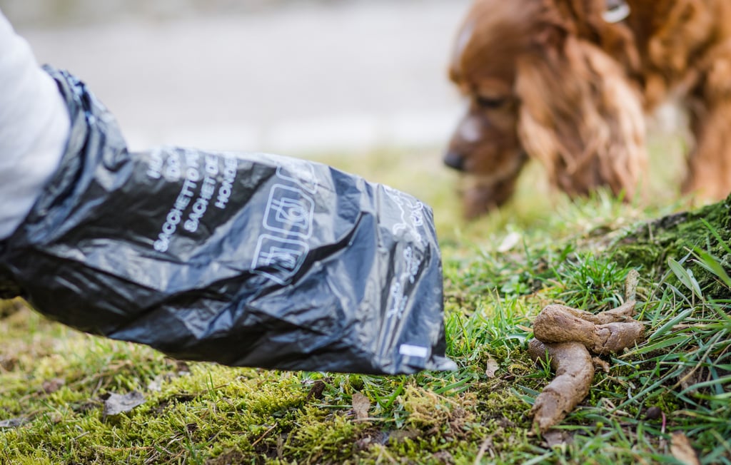 Die Entsorgung des Hundekots ist auch in der besonders hundefreundlichen Tourismusregion Harz ein Problem.