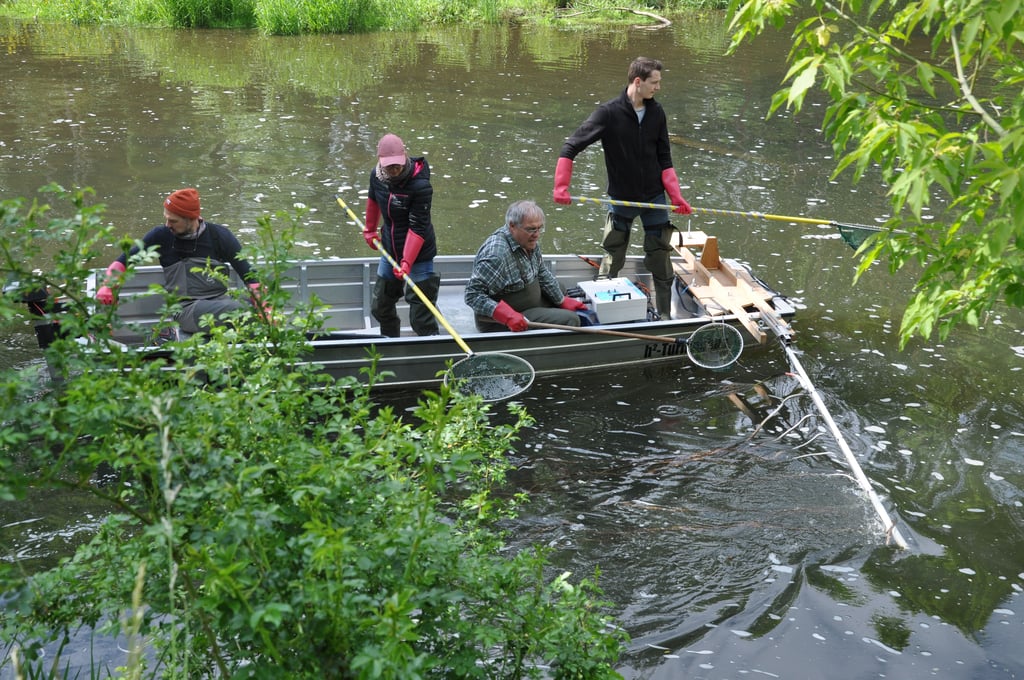 Am Bodewehr Egeln-Nord fischten Studenten der Fachhochschule Magdeburg Stendal.