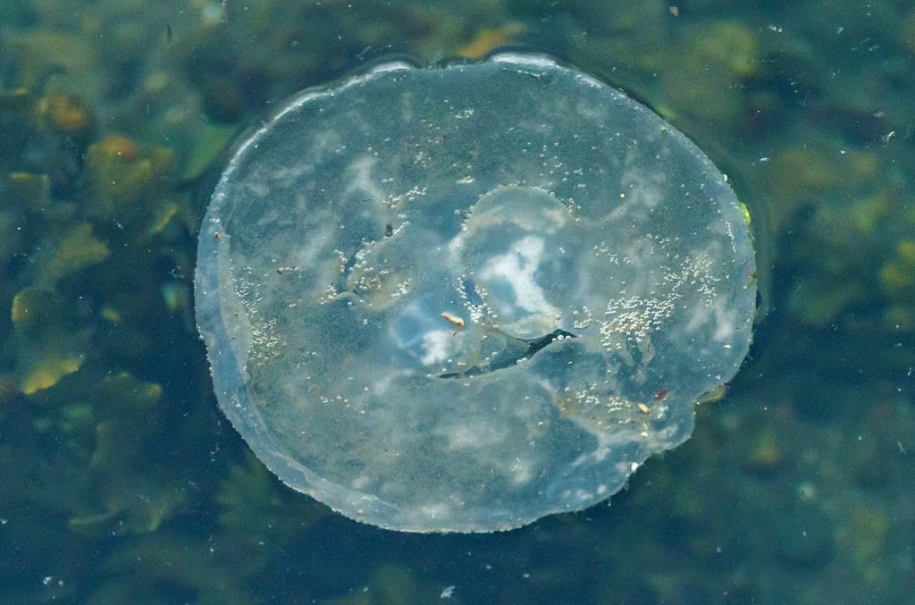 Eine Qualle schwimmz an der Wasseroberfläche der Kieler Förde.