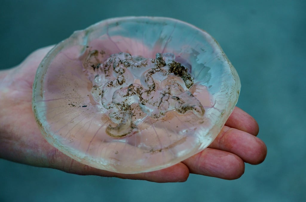Ein Mann hält am Ufer der Kieler Förde eine Qualle in der Hand. An einigen Ostseestränden gibt es in diesem Sommer viele Quallen - und nicht nur harmlose wie Rippen- und Ohrenquallen.
