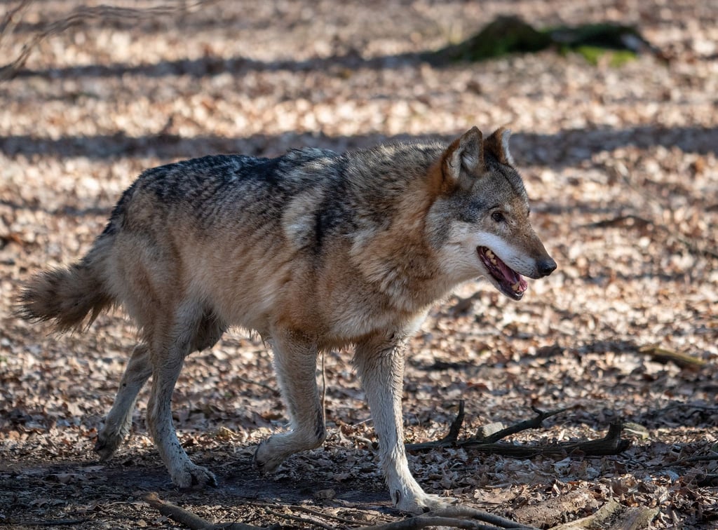 Ein Wolf läuft.