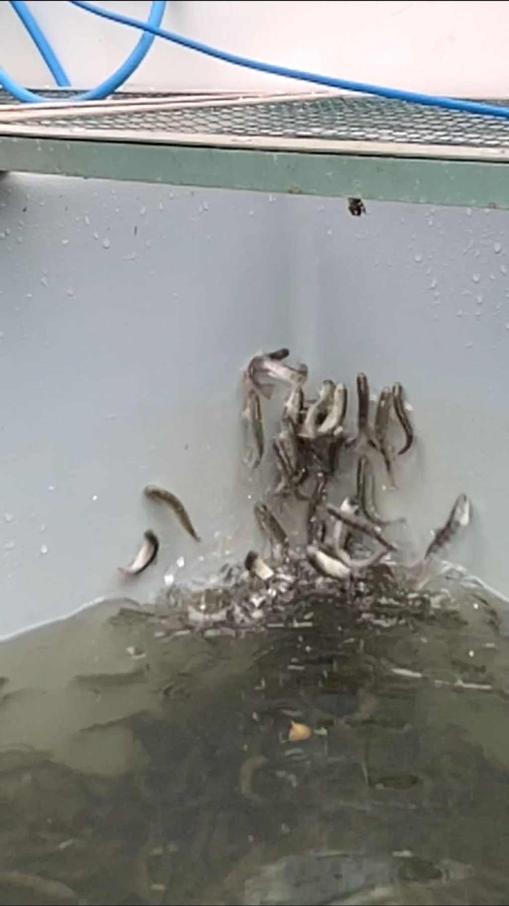 Junglachse in einem Fischbecken versuchen panikartig aus dem Wasser zu springen. In einem Bachzulauf zu dem Becken wurde später Kokain entdeckt.