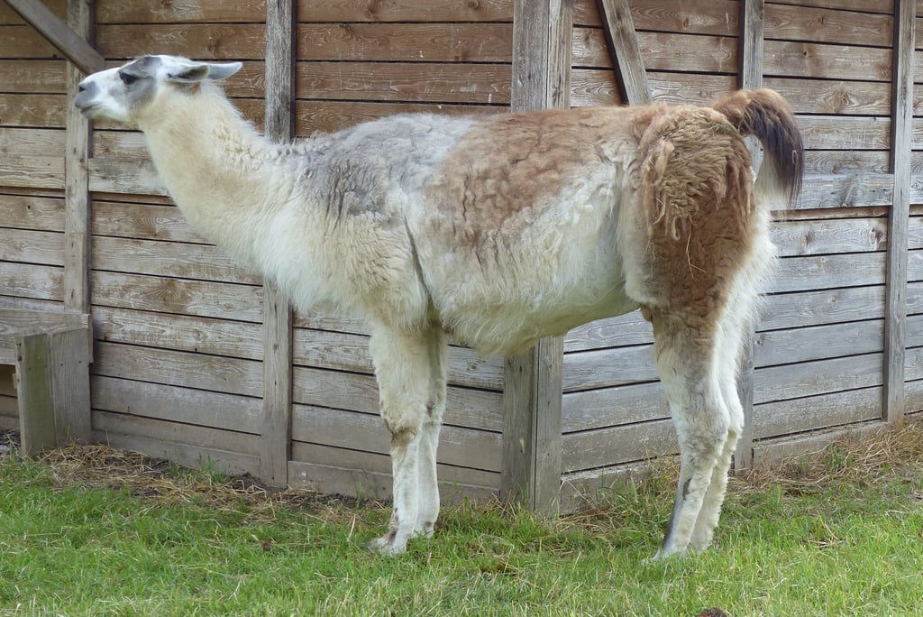 Lama Max lebt erst seit kurzem auf dem Alpaka-Hof. Er soll das Angebot um Wanderungen erweitern.